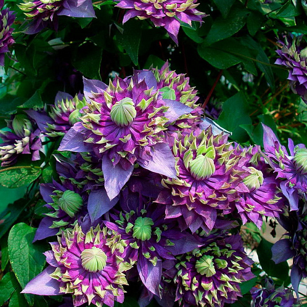 Клематис крупноцветковый Тайга фото 3 