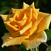 Роза чайно-гибридная Голден Медальон фото 1 